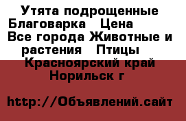 Утята подрощенные Благоварка › Цена ­ 100 - Все города Животные и растения » Птицы   . Красноярский край,Норильск г.